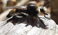Laphria gibbosa