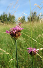 Dianthus andrzejowskianus