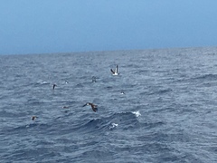 Puffinus lherminieri