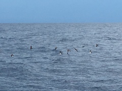 Puffinus lherminieri