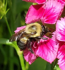 Bombus griseocollis