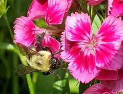 Bombus griseocollis