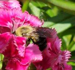 Bombus griseocollis