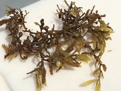 Sargassum natans