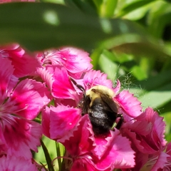 Bombus griseocollis