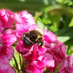 Bombus griseocollis