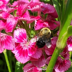 Bombus griseocollis