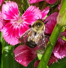Bombus griseocollis