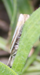 Crambus laqueatellus