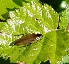 Ectobius sylvestris