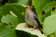 Apalis bamendae