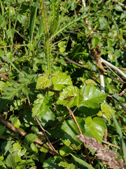 Ectobius sylvestris