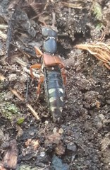 Staphylinus erythropterus