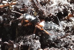 Staphylinus erythropterus