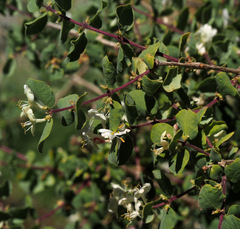 Lonicera arborea