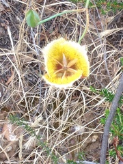 Calochortus weedii intermedius