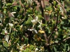 Lonicera arborea
