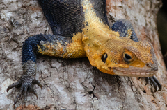 Agama agama