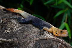 Agama agama