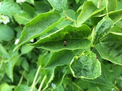 Dichrorampha alpinana