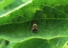 Dichrorampha alpinana