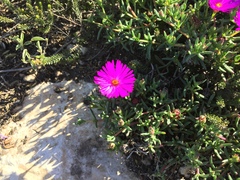 Lampranthus diutinus