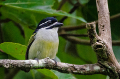 Pogoniulus bilineatus