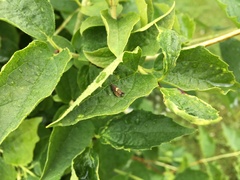 Dichrorampha alpinana