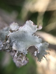 Parmotrema subrigidum