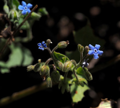 Brunnera orientalis
