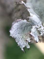 Parmotrema subrigidum