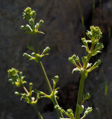 Ferulago trachycarpa