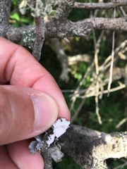 Parmotrema subrigidum