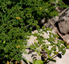 Ferulago trachycarpa