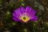 Echinocereus cinerascens ehrenbergii - Photo (c) Cristian Olvera, some rights reserved (CC BY-NC-ND), uploaded by Cristian Olvera