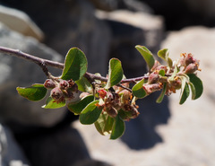 Cotoneaster nummularius