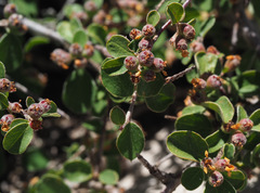 Cotoneaster nummularius