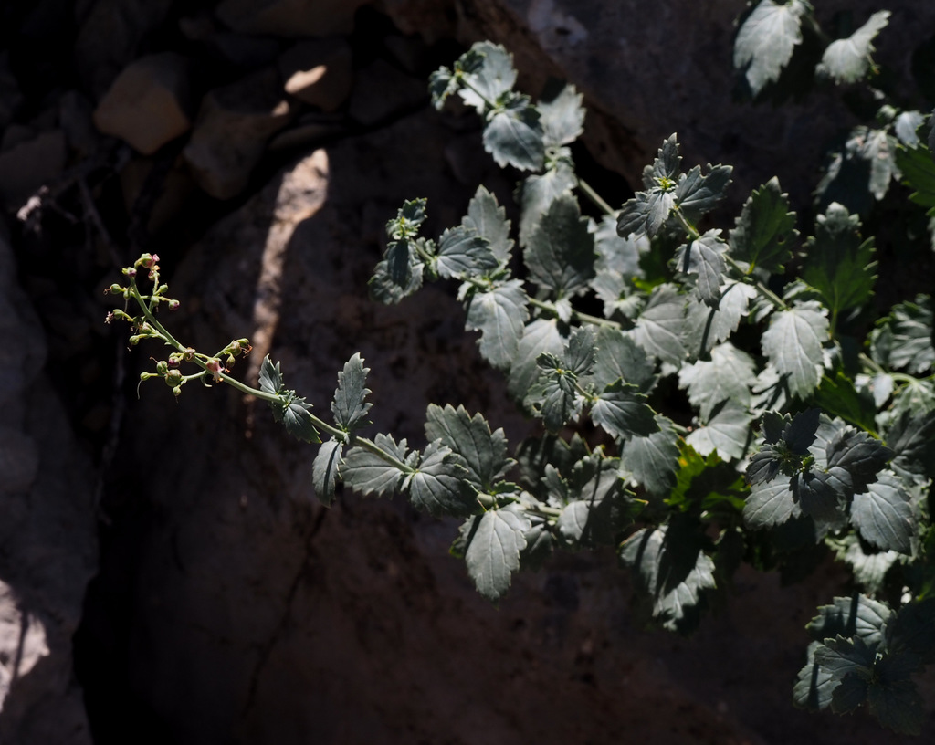 Lebanese Figwort