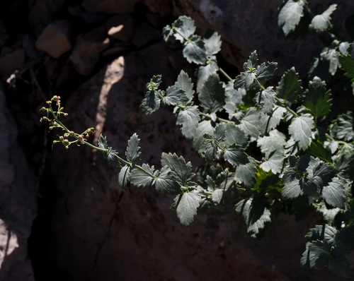 Lebanese Figwort (Scrophularia libanotica)