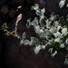 Scrophularia libanotica - Photo 由 Ron Frumkin 所上傳的 (c) Ron Frumkin，保留部份權利CC BY-NC