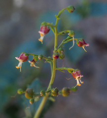 Scrophularia libanotica