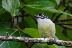 Pogoniulus bilineatus