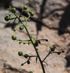 Scrophularia libanotica