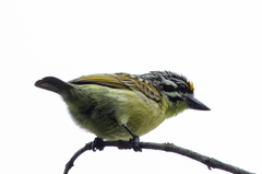 Pogoniulus chrysoconus