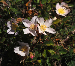 Rosa pulverulenta