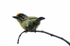 Pogoniulus chrysoconus