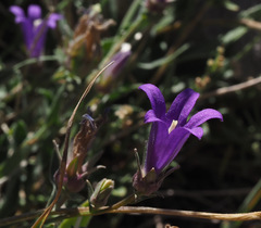 Campanula stricta