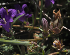 Campanula stricta
