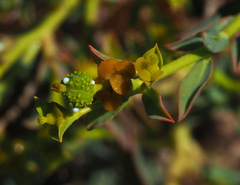 Euphorbia erinacea