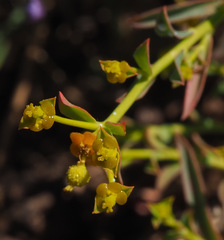 Euphorbia erinacea